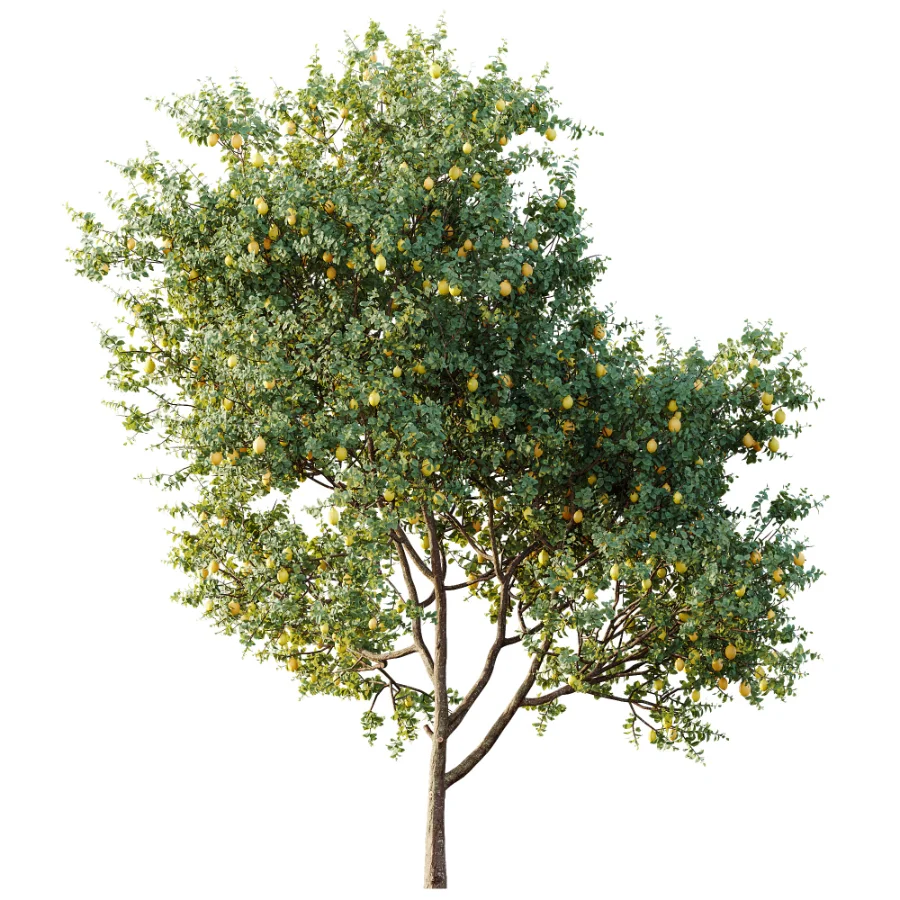 AV Plant Citrus Meyer Lemon Fruit Tree 01 - Image 5