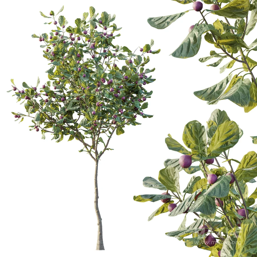 AV Plant Ficus Carica Feige Fig Fruit Tree 01 - Image 1