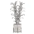 indoor-plant-009 - Thumbnail 3