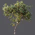 AV Plant Diospyros Kaki Persimmon Fruit Tree 01 - Thumbnail 4