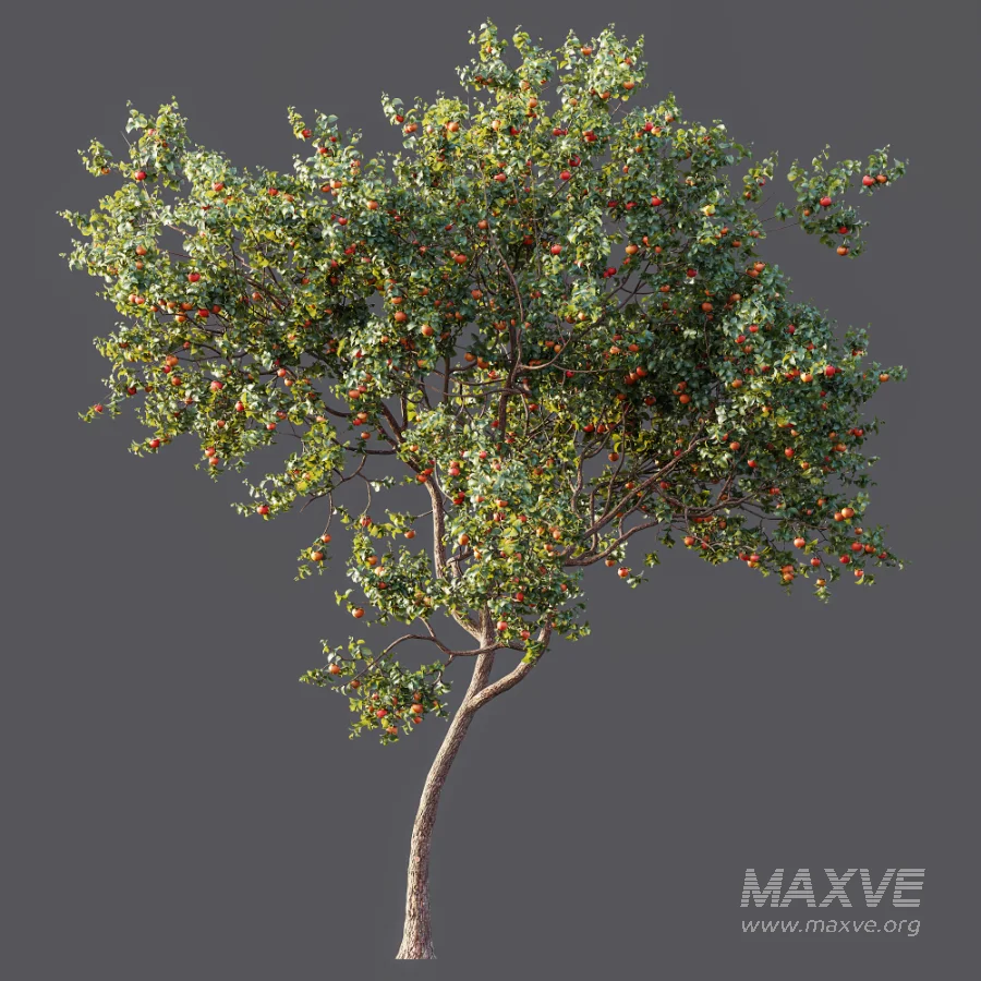 AV Plant Diospyros Kaki Persimmon Fruit Tree 01 - Image 4