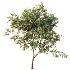 AV Plant Armeniaca Vulgaris Prunus Fruit Tree 01 - Thumbnail 2