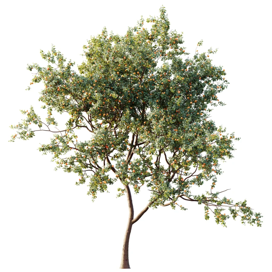 AV Plant Armeniaca Vulgaris Prunus Fruit Tree 01 - Image 2