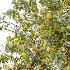 AV Plant Pear Pyrus Communis Fruit Tree 01 - Thumbnail 4