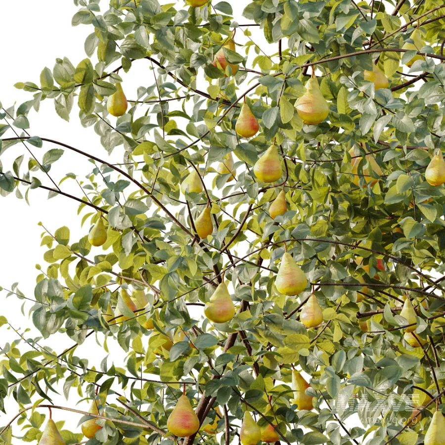 AV Plant Pear Pyrus Communis Fruit Tree 01 - Image 4