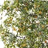 AV Plant Prunus Salicina Plum Pflaume Fruit Tree 01 - Thumbnail 2
