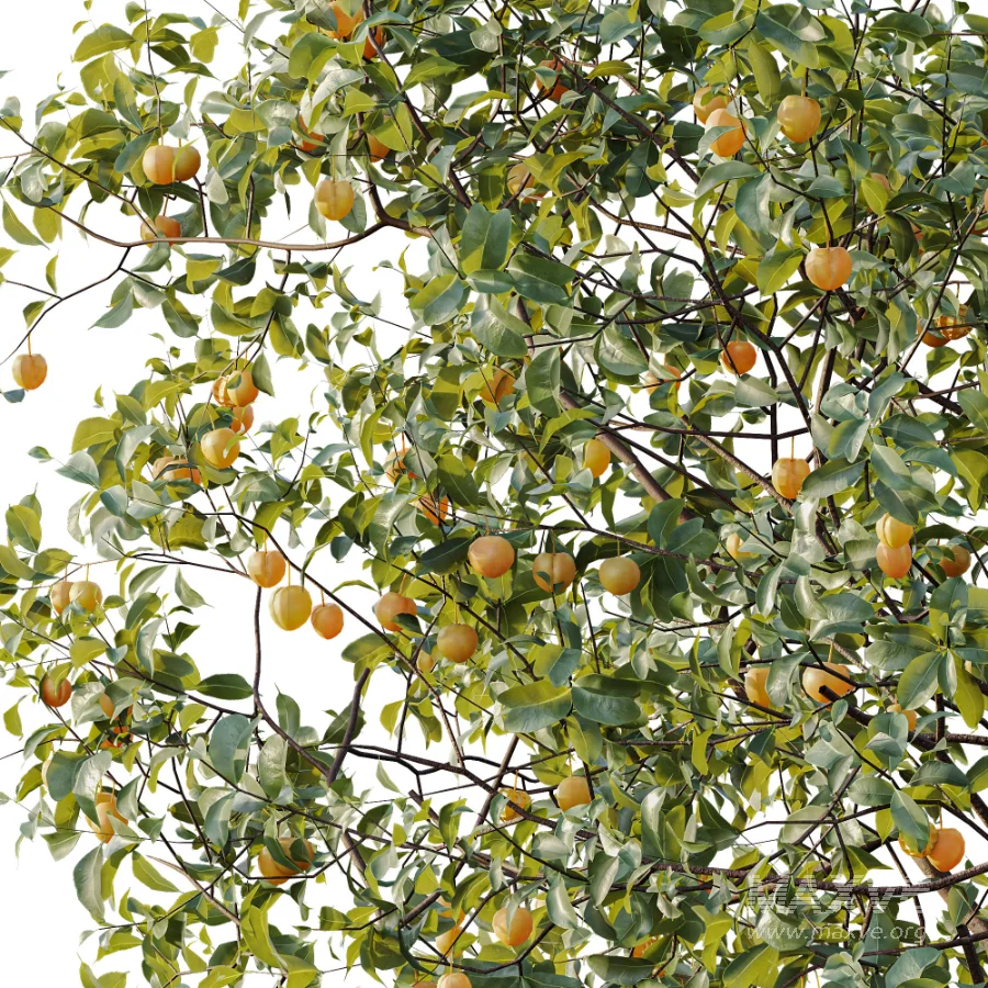 AV Plant Prunus Salicina Plum Pflaume Fruit Tree 01 - Image 2