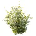 AV Plant Bush Tormentil Potentilla Erecta 01 - Thumbnail 4