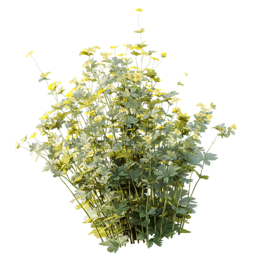 AV Plant Bush Tormentil Potentilla Erecta 01 - Image 4