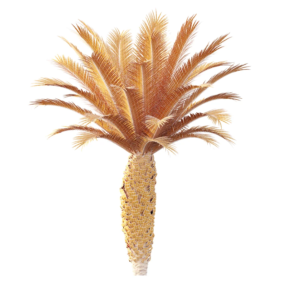 AV Plant Phoenix Canariensis Palm Tree 01 - Image 9