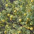AV Plant Malus Pumila Apple Red Fruit Tree 01 - Thumbnail 8