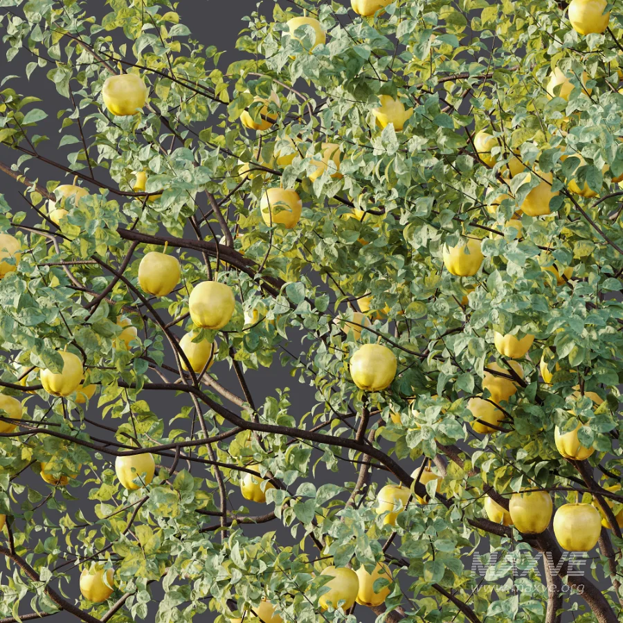 AV Plant Malus Pumila Apple Red Fruit Tree 01 - Image 8