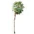 AV Plant Acoelorrhaphe Wrightii Palm Tree 01 - Thumbnail 2