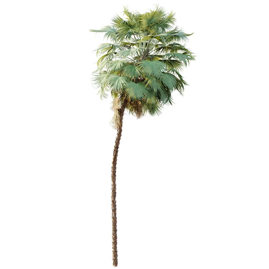 AV Plant Acoelorrhaphe Wrightii Palm Tree 01 - Image 2