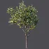 AV Plant Prunus Salicina Plum Pflaume Fruit Tree 01 - Thumbnail 7