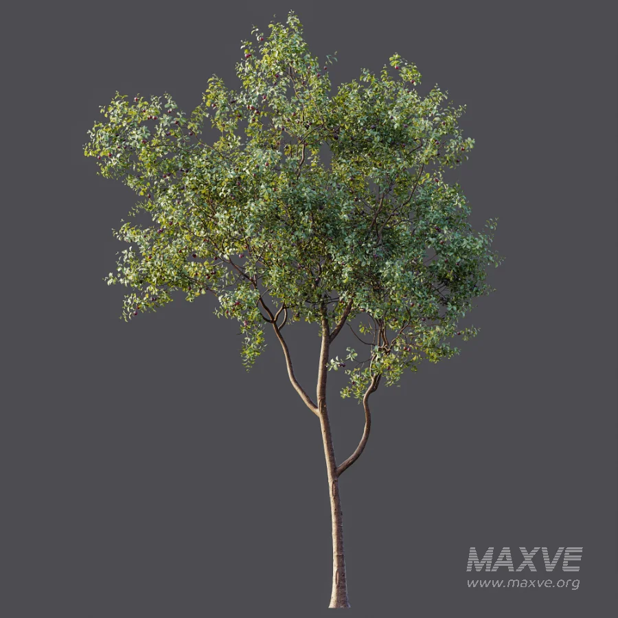 AV Plant Prunus Salicina Plum Pflaume Fruit Tree 01 - Image 7
