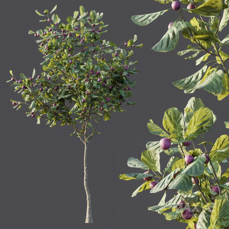 AV Plant Ficus Carica Feige Fig Fruit Tree 01 - Image 5