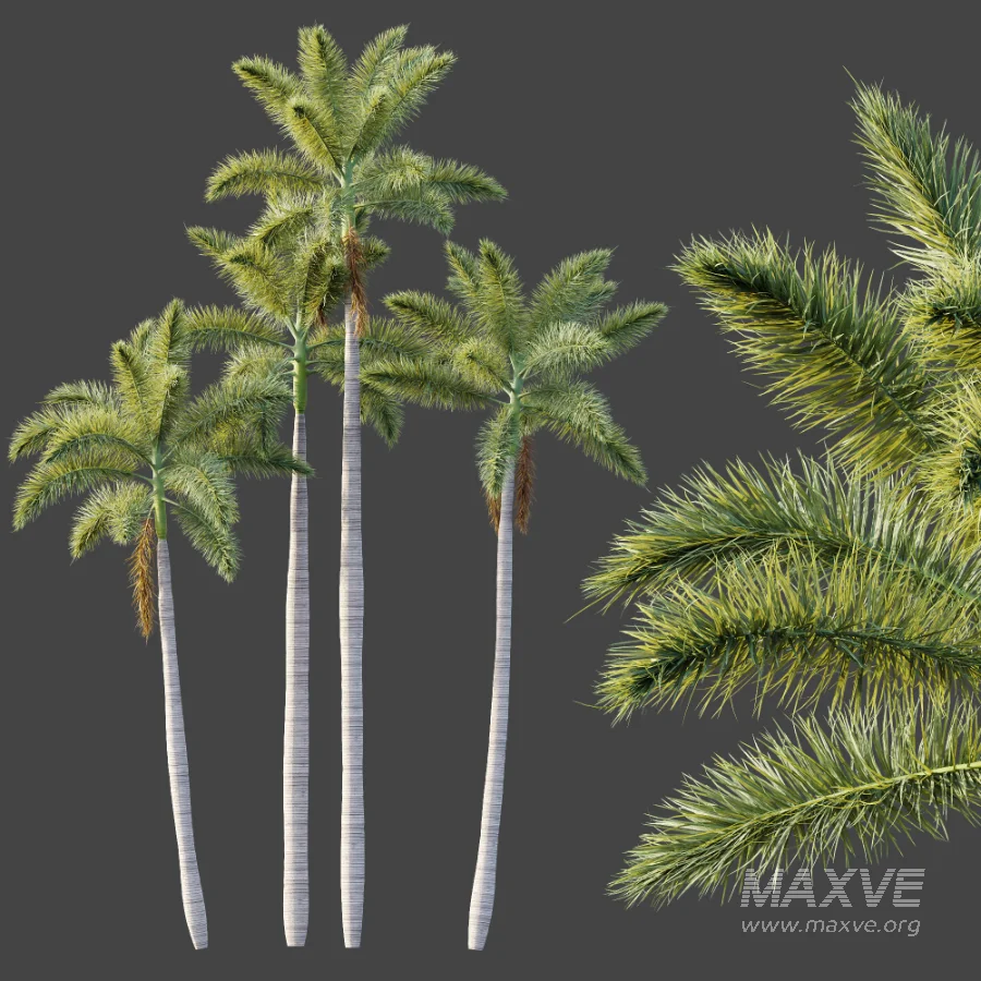 AV Plant Roystonea Regia Palm Tree 01 - Image 5