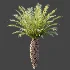 AV Plant Phoenix Canariensis Palm Tree 01 - Thumbnail 5