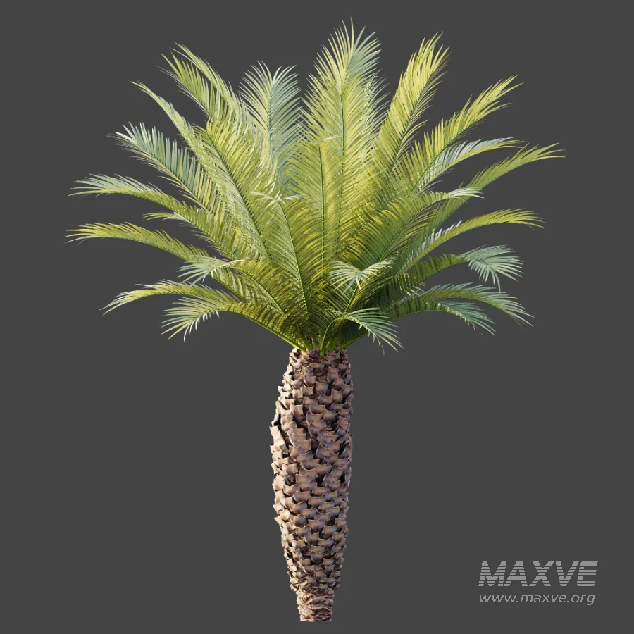 AV Plant Phoenix Canariensis Palm Tree 01 - Image 5