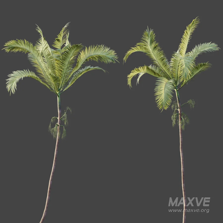 AV Plant Areca Catechu 6 Palm Trees 02 - Image 8