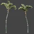 AV Plant Cyrtostachys Renda Palm Tree 03 - Thumbnail 7