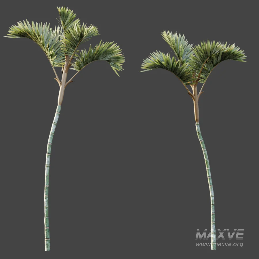 AV Plant Cyrtostachys Renda Palm Tree 03 - Image 7