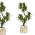 indoor-plant-022 - Thumbnail 2