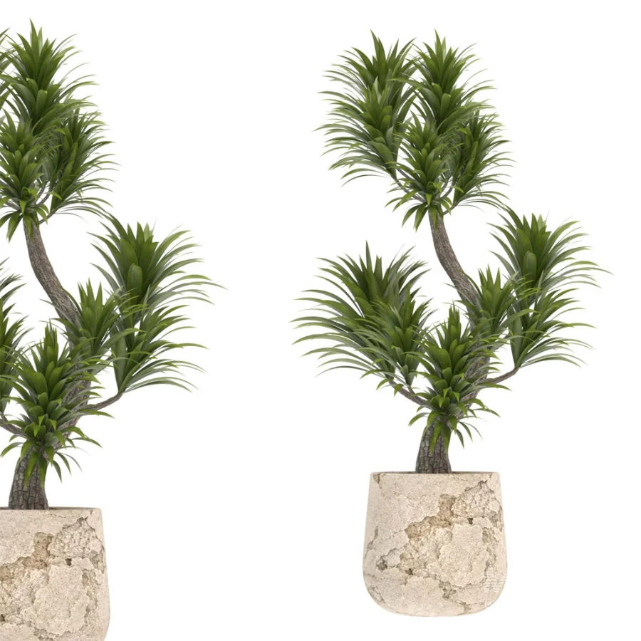 indoor-plant-022 - Image 2