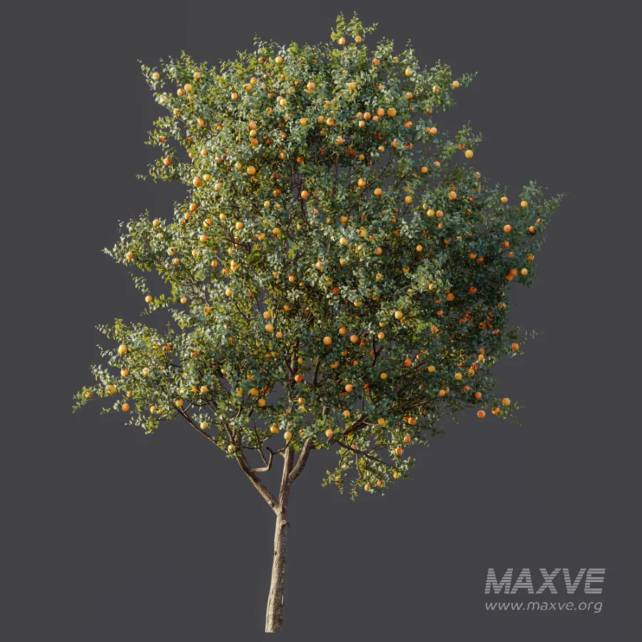 AV Plant Citrus Sinensis Orange Arancio Fruit Tree 01 - Image 6