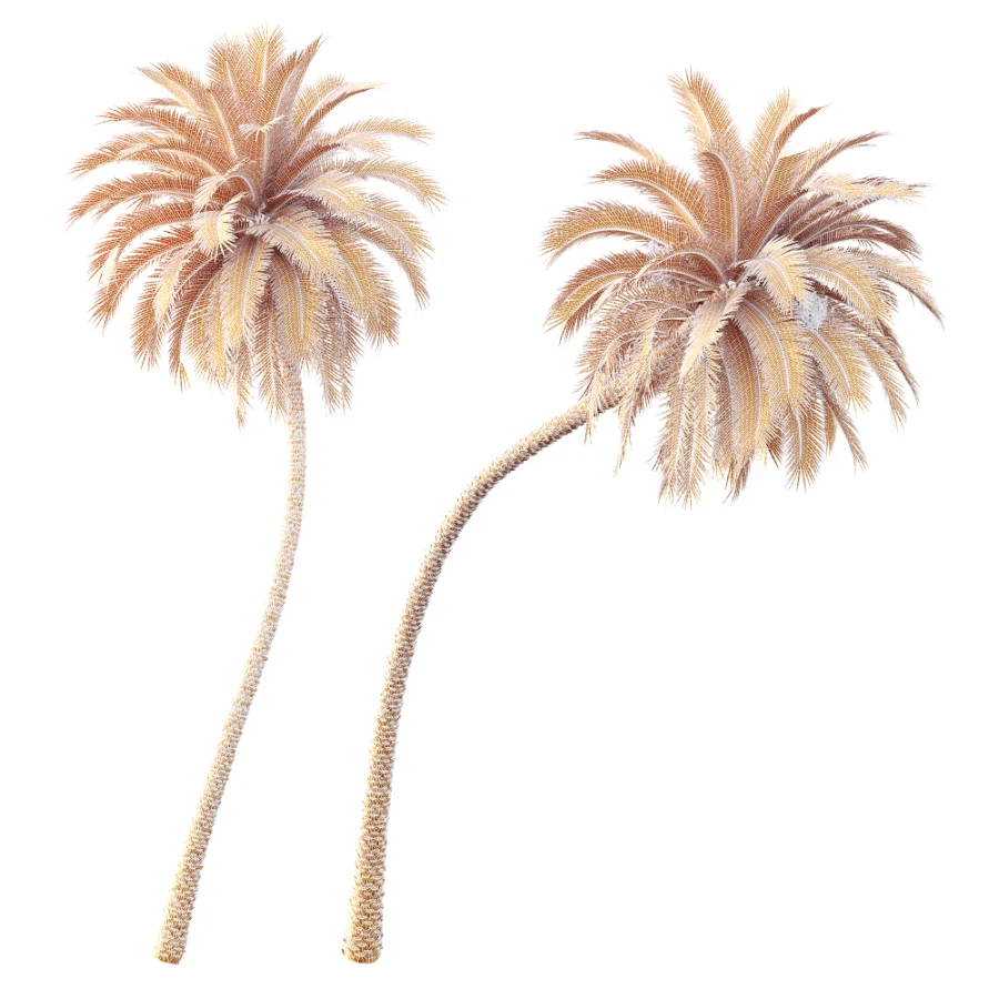 AV Plant Phoenix Sylvestris Palm Tree 01 - Image 7