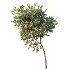 AV Plant Amygdalus Persica Peach Fruit Tree 01 - Thumbnail 2