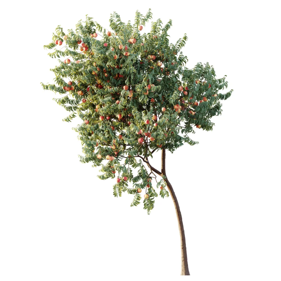 AV Plant Amygdalus Persica Peach Fruit Tree 01 - Image 2