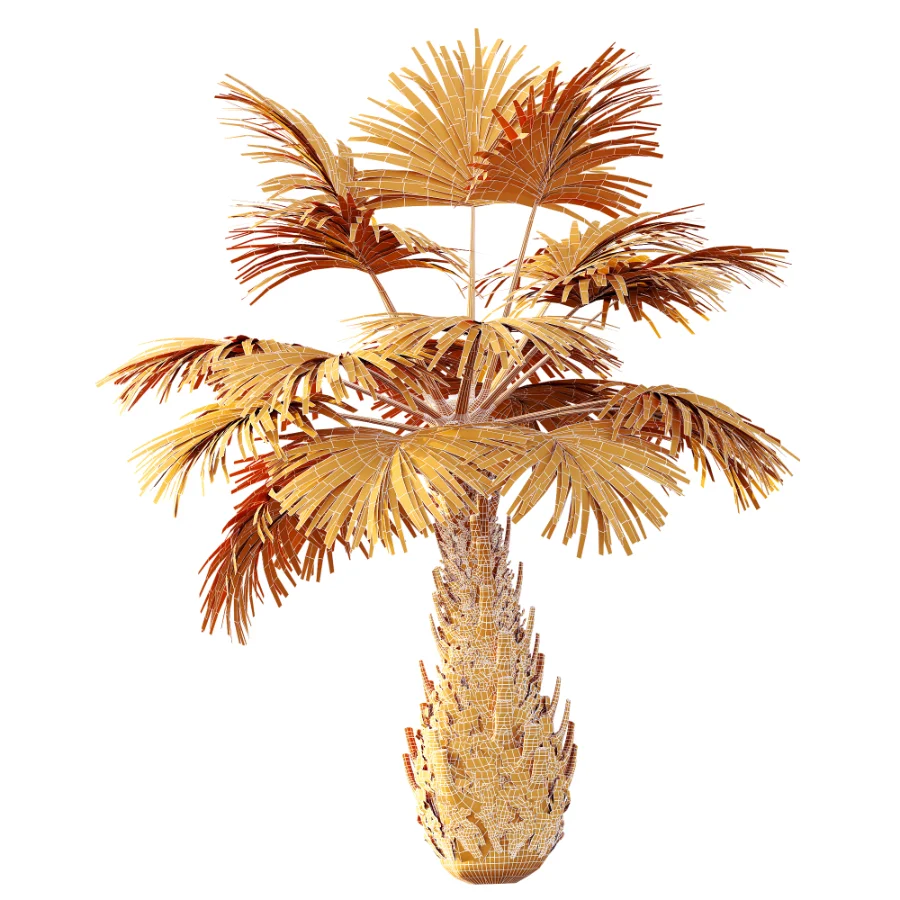 AV Plant Borassus Flabellifer 6 Palm Tree 03 - Image 11