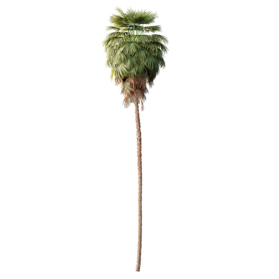 AV Plant Washingtonia Robusta Palm Tree 01 - Image 1