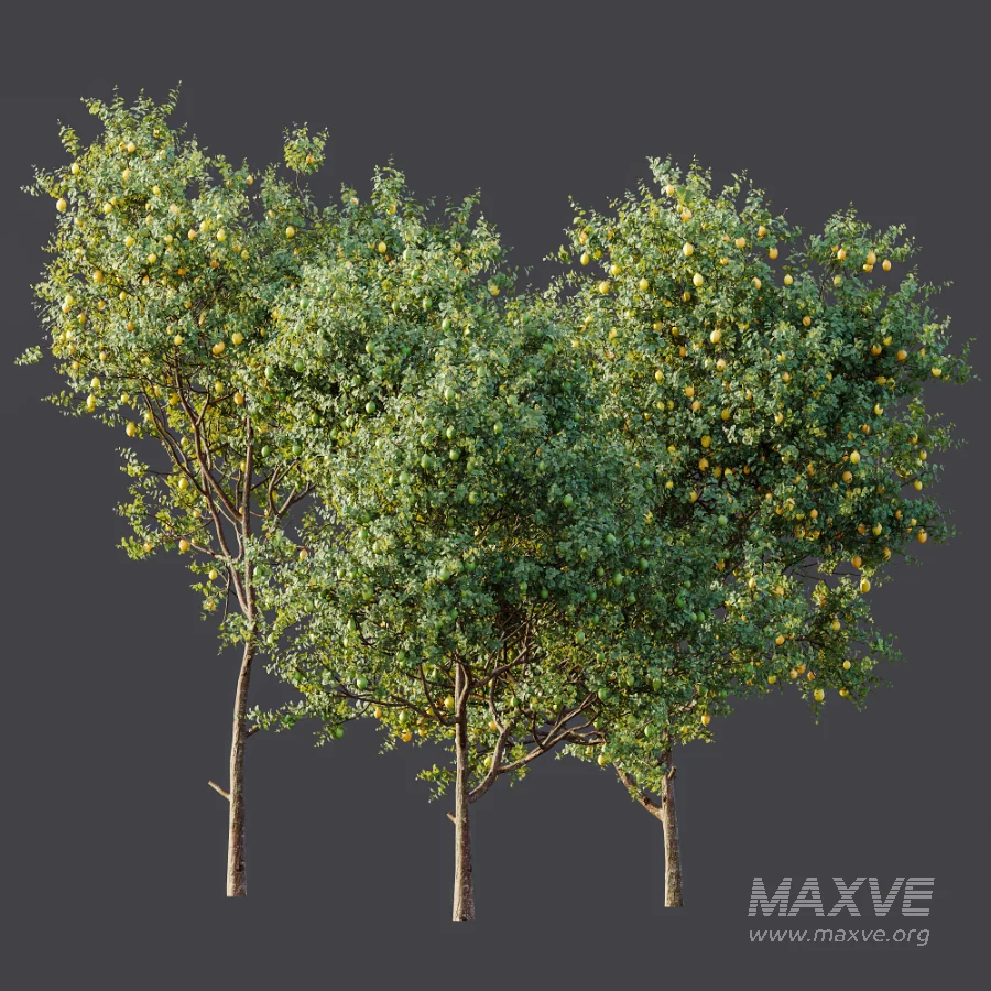 AV Plant Citrus Meyer Lemon Fruit Tree 01 - Image 11