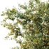 AV Plant Armeniaca Vulgaris Prunus Fruit Tree 01 - Thumbnail 3