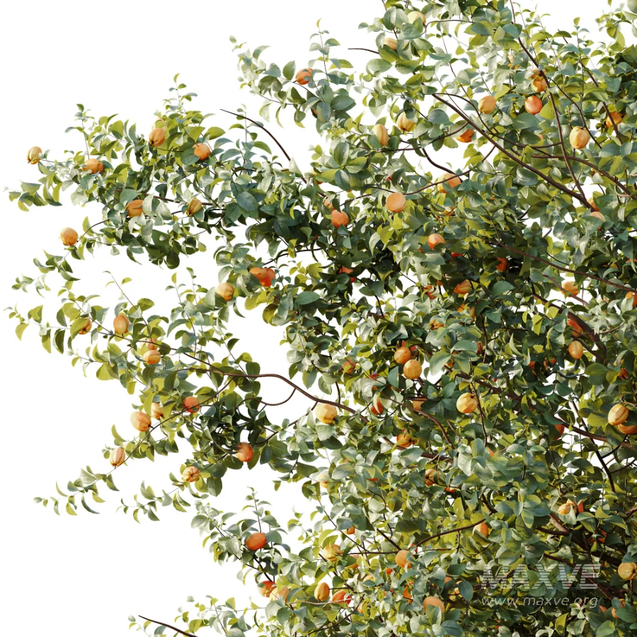 AV Plant Armeniaca Vulgaris Prunus Fruit Tree 01 - Image 3