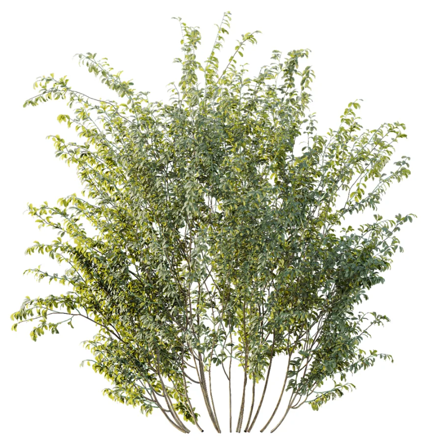 AV Plant Bush Common Broom Cytisus Scoparius 02 - Image 2