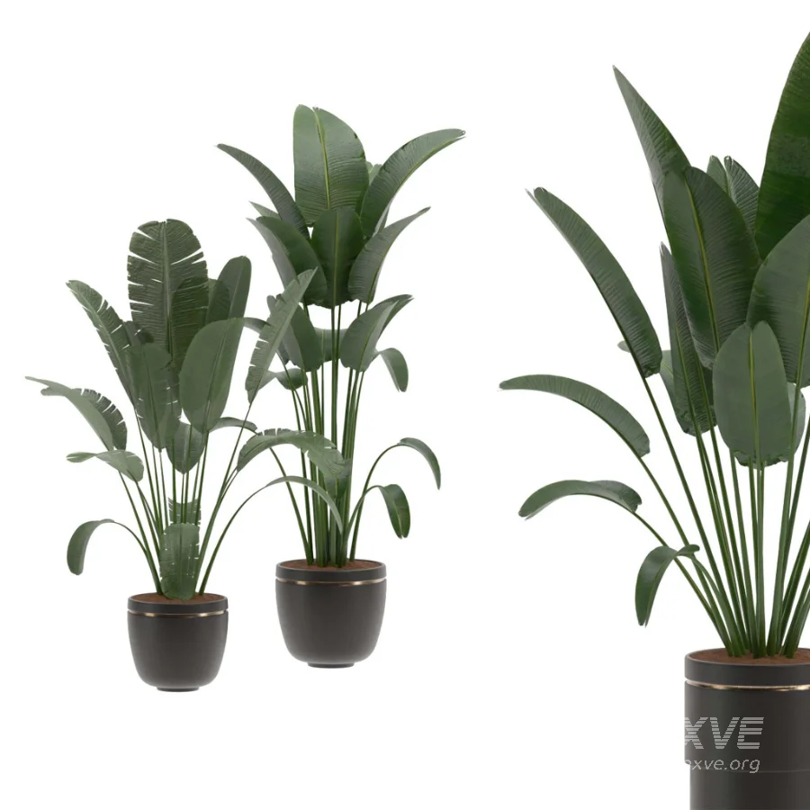 indoor-plant-028 - Image 1