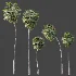 AV Plant Borassus Flabellifer Palm Tree 01 - Thumbnail 5