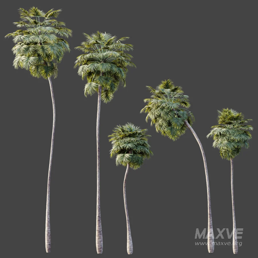 AV Plant Borassus Flabellifer Palm Tree 01 - Image 5