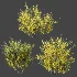AV Plant Bush Common Broom Cytisus Scoparius 01 - Thumbnail 6