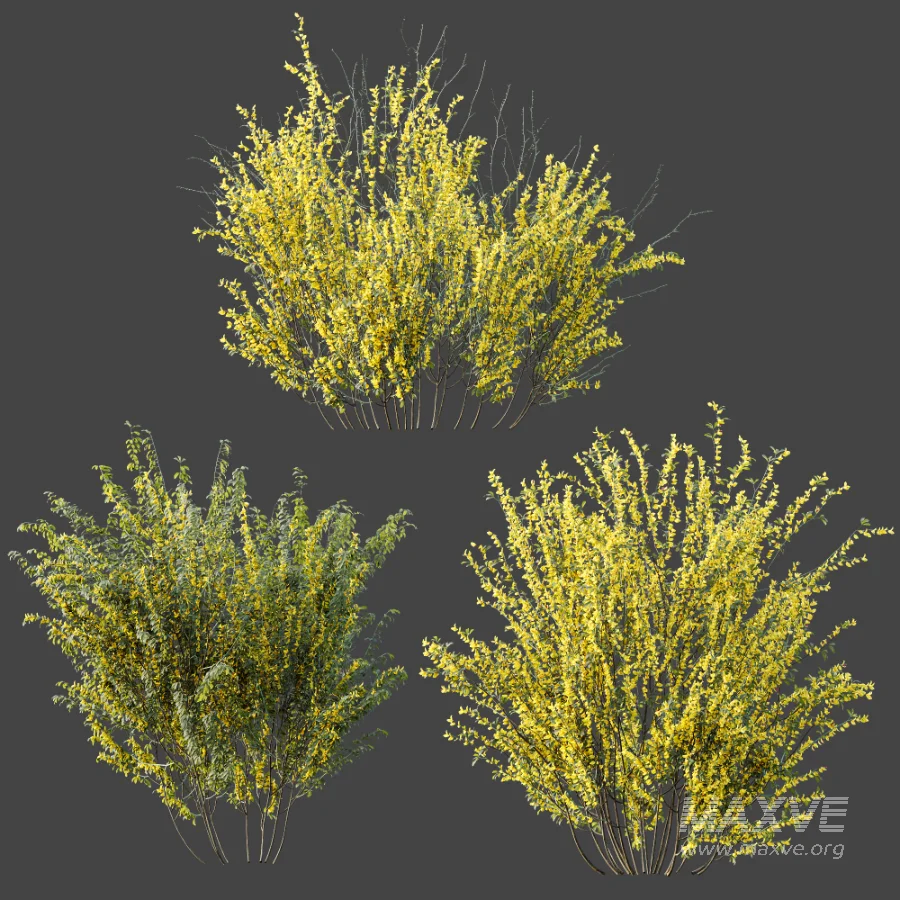 AV Plant Bush Common Broom Cytisus Scoparius 01 - Image 6
