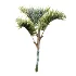 AV Plant Cyrtostachys Renda Palm Tree 03 - Thumbnail 2