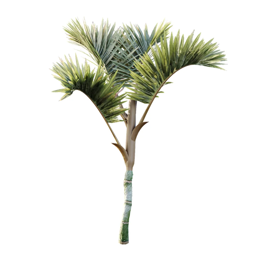 AV Plant Cyrtostachys Renda Palm Tree 03 - Image 2