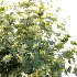 AV Plant Bush Tormentil Potentilla Erecta 01 - Thumbnail 1