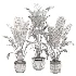 indoor-plant-028 - Thumbnail 3