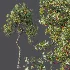 AV Plant Crataegus Pinnatifida Hawthorn Fruit Tree 01 - Thumbnail 5