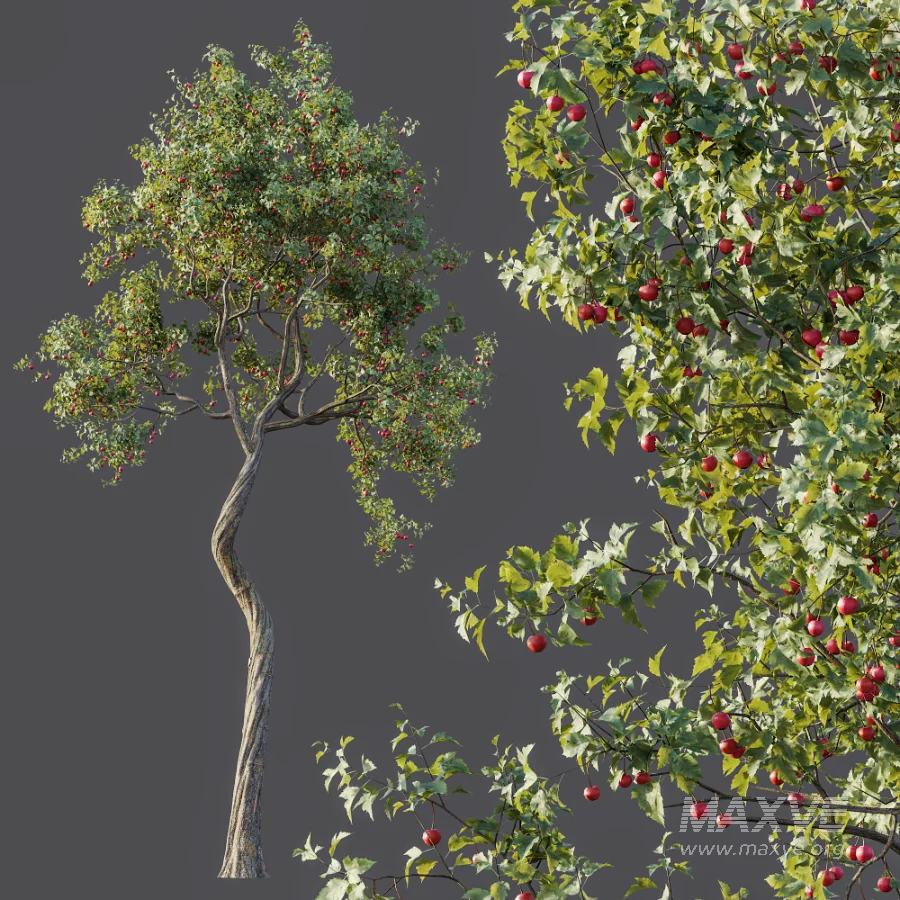 AV Plant Crataegus Pinnatifida Hawthorn Fruit Tree 01 - Image 5
